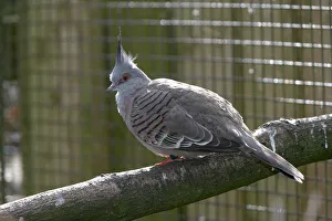 Crested pigeon (Geophaps lophotes) perching on a branch, side view Crested pigeon (Geophaps lophotes) perching on a branch, side view
