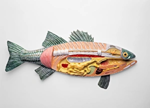 Cross-section model of female Largemouth Bass (Micropterus salmoides) Cross-section model of female Largemouth Bass (Micropterus salmoides)