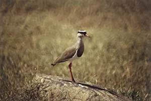 Crowned Plover, Vanellus coronatus, small brown body, red beak and legs Crowned Plover, Vanellus coronatus, small brown body, red beak and legs