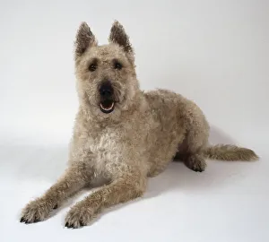 A curly-haired whitish-brown Laekenois dog lies on the floor A curly-haired whitish-brown Laekenois dog lies on the floor