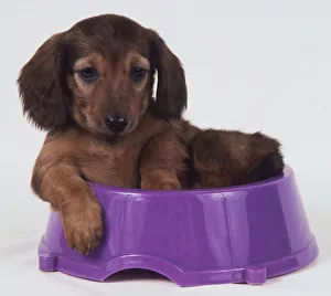 Dachshund lying in food bowl (A)