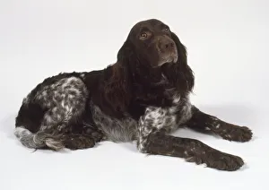 A dark brown and white German spaniel lies on the floor with its forelegs extended A dark brown and white German spaniel lies on the floor with its forelegs extended