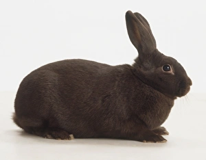 Dark grey Rex Rabbit (Oryctolagus cuniculus), side view Dark grey Rex Rabbit (Oryctolagus cuniculus), side view