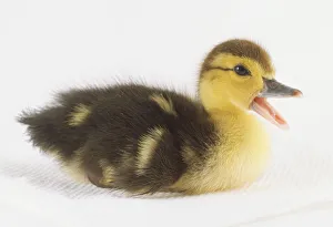 One day old Muscovy Duck sitting down with beak open One day old Muscovy Duck sitting down with beak open