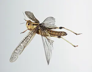 Desert Locust (Schistocerca gregaria) in flight, side view, close up Desert Locust (Schistocerca gregaria) in flight, side view, close up