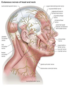 Science technology/anatomy medical/diagram cutaneous nerves head neck Science technology/anatomy medical/diagram cutaneous nerves head neck