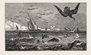 The Dolphin (Or Dorado) Pursuing the Flying Fish The Dolphin (Or Dorado) Pursuing the Flying Fish
