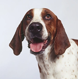 Domestic Dog, canis familiaris, close up Domestic Dog, canis familiaris, close up