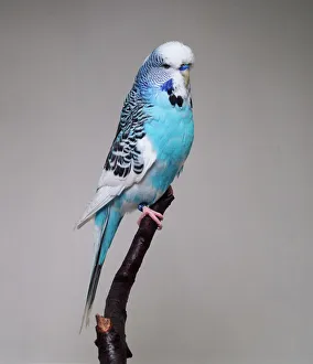 Dominant pied sky blue budgerigar - side view Dominant pied sky blue budgerigar - side view