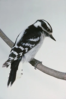 Downy Woodpecker (Picoides pubescens) perching on thin branch Downy Woodpecker (Picoides pubescens) perching on thin branch