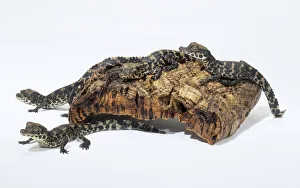 Dwarf crocodile (Osteolaemus tetraspis), group of small crocodiles climbing over a piece of wood Dwarf crocodile (Osteolaemus tetraspis), group of small crocodiles climbing over a piece of wood