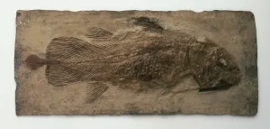 Fossilized Marine Life Prints: Fossilized Coelacanth