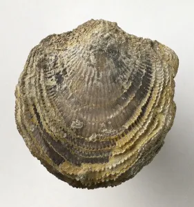 Ancient Sea Creatures Prints: Fossilized completely