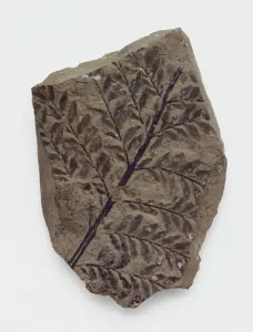Archaeopteris Fossilized Tree Print