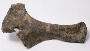 Fossil Prints: Barosaur Bone Print