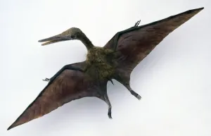 Pterodactylus Model Print
