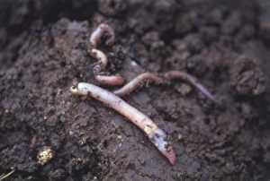 Earthworms (Annelida) in soil, close up Earthworms (Annelida) in soil, close up