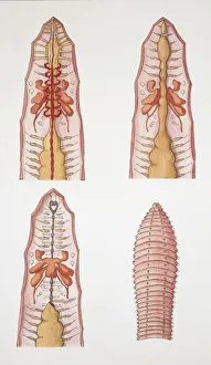 Four earthworms (lumbricus terrestris), illustration Four earthworms (lumbricus terrestris), illustration