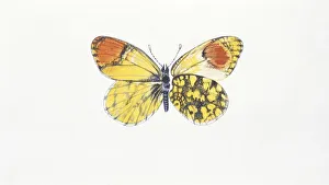 Eastern Orange Tip (anthocaris damone), illustration Eastern Orange Tip (anthocaris damone), illustration