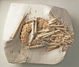 Echinoids - Phymosoma: Fossilized in chalk, featuring numerous smooth spines Echinoids - Phymosoma: Fossilized in chalk, featuring numerous smooth spines