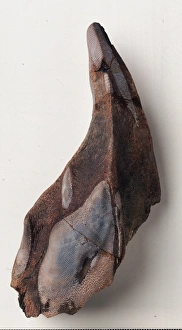Edaphodon, Or Rabbitfish': Lower tooth plate Edaphodon, Or Rabbitfish': Lower tooth plate