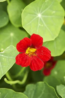 Edible red Tropaeolum (Nasturtium) flower with green leaves, close-up Edible red Tropaeolum (Nasturtium) flower with green leaves, close-up