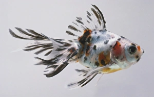 The elaborate black and white tail of a Carassius auratus, Fantail The elaborate black and white tail of a Carassius auratus, Fantail