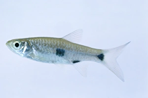 Elegant Rasbora (Rasbora elegans) Elegant Rasbora (Rasbora elegans)
