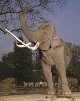 Elephas maximus, bull indian elephant, front view of adult with unusually large tusks, trunk raised Elephas maximus, bull indian elephant, front view of adult with unusually large tusks, trunk raised