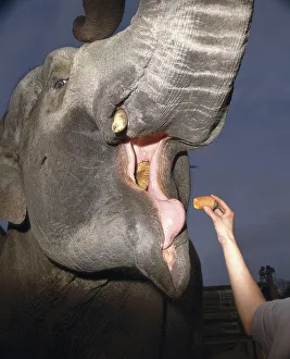 Elephas maximus, Indian elephant, head in front view with mouth wide open and trunk raised, molar tooth visible Elephas maximus, Indian elephant, head in front view with mouth wide open and trunk raised, molar tooth visible