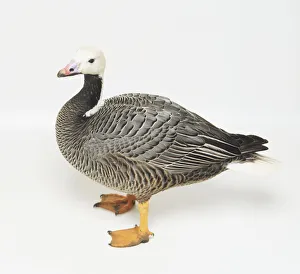 Emperor Goose with white head and orange feet Emperor Goose with white head and orange feet