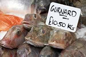 England, hand written price tag on stack of Gurnard fish for sale on fishmongers stall England, hand written price tag on stack of Gurnard fish for sale on fishmongers stall