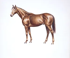 English thoroughbred (Equus caballus), illustration English thoroughbred (Equus caballus), illustration