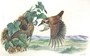 Eurasian Wren Troglodytes troglodytes at nest, illustration Eurasian Wren Troglodytes troglodytes at nest, illustration