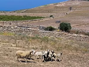 Images Dated 27th August 2005: Europe. Greece. Antiparos Island. Sheeps