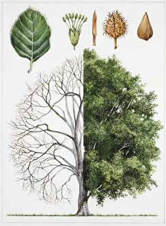 European Beech (Fagus sylvatica), illustration European Beech (Fagus sylvatica), illustration