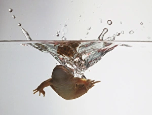 European Common Frog, Rana temporaria, underwater view of frog swimming European Common Frog, Rana temporaria, underwater view of frog swimming