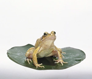 European Common Frog (Rana temporaria) sitting on a Lily pad, front view European Common Frog (Rana temporaria) sitting on a Lily pad, front view