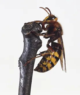 European Hornet (Vespa crabro) perched on branch, side view, close up European Hornet (Vespa crabro) perched on branch, side view, close up