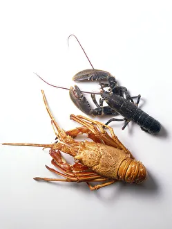 European lobster (Homarus gammarus) and a lighter coloured Spiny lobster (Palinuridae), side by side, view from above European lobster (Homarus gammarus) and a lighter coloured Spiny lobster (Palinuridae), side by side, view from above