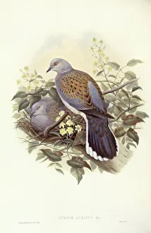 European turtle-dove (Streptopelia turtur), Engraving by John Gould European turtle-dove (Streptopelia turtur), Engraving by John Gould