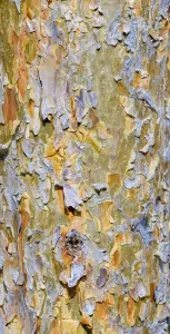 Central European Autumn Prints: Bark of a pine (Pinus)