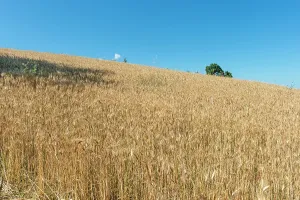 Italian Cultural Heritage Sites Prints: Cereals field