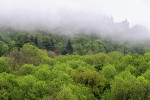 Italian Cultural Heritage Sites Prints: Mixed wood in springtime