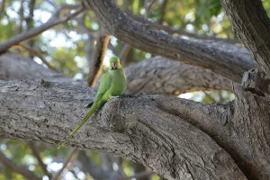 Nature Photography In Asia Prints: A rose-ringed parakeet