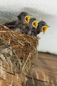 Prints of Swallows in the nest, Forcola, Lombardy region, Italy, Europe Sondrio Prints: Swallows in the nest Print, Forcola, Italy