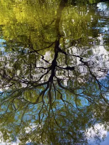 Tree reflected in the River Thames Print