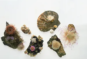Examples of sea anemones and corals on rocks and shells, including snakelocks anemone, beadlet anemone Examples of sea anemones and corals on rocks and shells, including snakelocks anemone, beadlet anemone