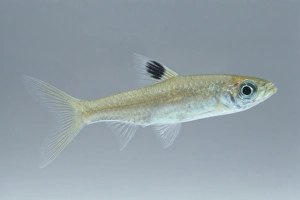 Eye-spot rasbora (Rasbora dorsiocellata), tropical freshwater fish, side view Eye-spot rasbora (Rasbora dorsiocellata), tropical freshwater fish, side view