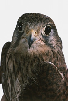 Falcon (Falco tinnunculus), front view Falcon (Falco tinnunculus), front view